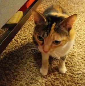 Meet your Posher, Arabella